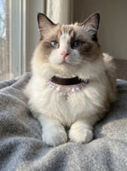Ragdoll cat wearing Sacred Light leather collar
with amethyst grey moonstone and silver cross pendant,
luxury spiritual crystal cat collar lifestyle photography